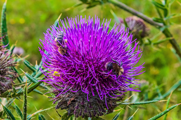 宏观照片，动物，自然 - 欧洲，东欧图片下载