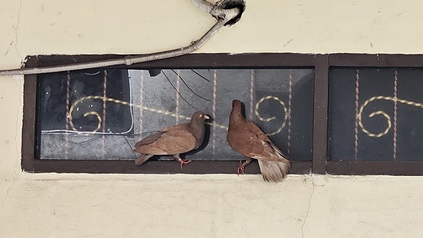 一对鸽子栖息在窗户上，仿佛在向内张望，浪漫的鸽子照片，鸽子象征忠诚。图片下载