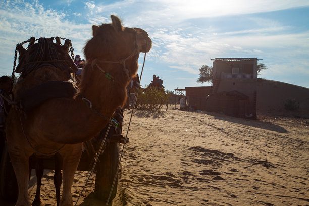 这张照片摄于2017年2月7日，描绘了在印度拉贾斯坦邦比卡内尔附近的塔尔沙漠中一次风景优美的骆驼徒步旅行。图片下载