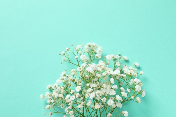 粉色背景上满是满天星花朵的俯视照片，留有空白空间图片下载