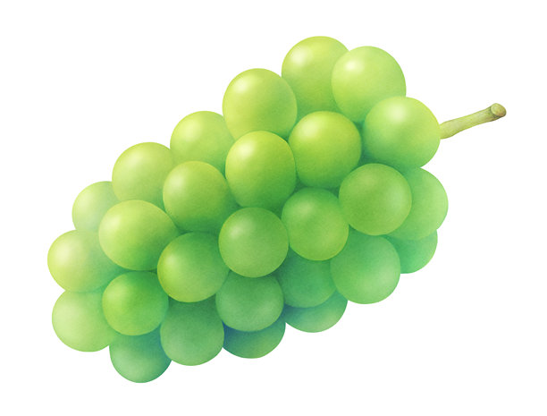 绿葡萄插画_阳光玫瑰麝香_新鲜夏日水果_写实水彩风格图片下载