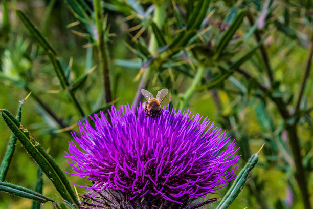 宏观照片，动物，自然 - 欧洲，东欧图片下载