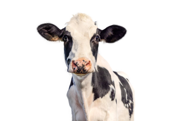 一头成熟的牛，黑白照片，滑稽的眼神交流，正面视角图片下载