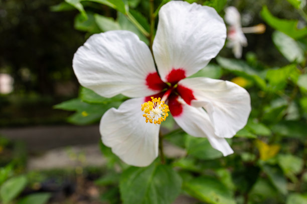 白色朱槿花蕾的微距照片，花蕾中心呈勃艮第红色，长长的雄蕊带有可见的花粉图片下载