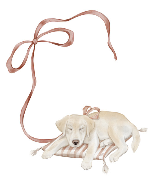 手绘水彩风格的优雅砖红色边框，配有波浪卷曲的丝带和蝴蝶结，插画描绘了一只拉布拉多犬睡在条纹枕头上，脖子上系着红色蝴蝶结。图片下载