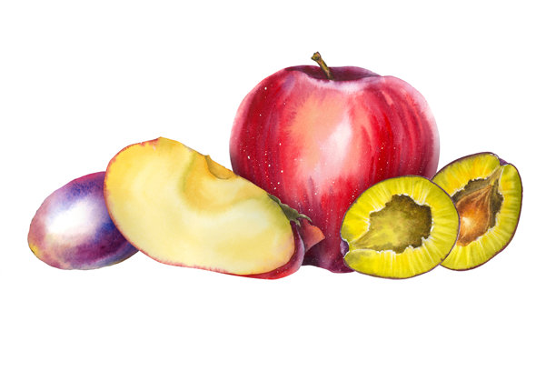 红苹果的水彩插画图片下载