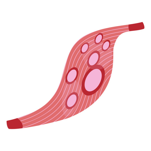 肌肉细胞插图。骨骼肌、心肌和平滑肌图片下载