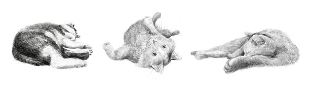 三只手绘猫以各种姿势躺着。白色背景上的铅笔素描插画。图片下载