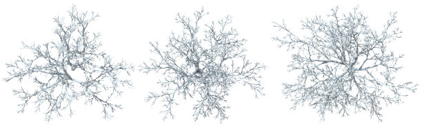 俯视角度的白色雪覆盖的树，季节性抠图，白色背景，3D插画图片下载
