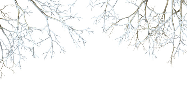 孤立的雪覆盖的树枝，冬季白色背景，3D插画图片下载