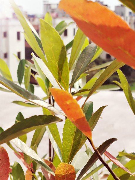 花园里各种颜色新鲜美丽叶子的特写照片图片下载