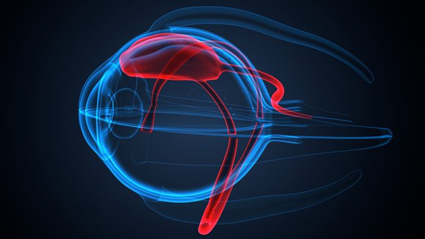 眼睛构造解剖图。三维插画。图片下载