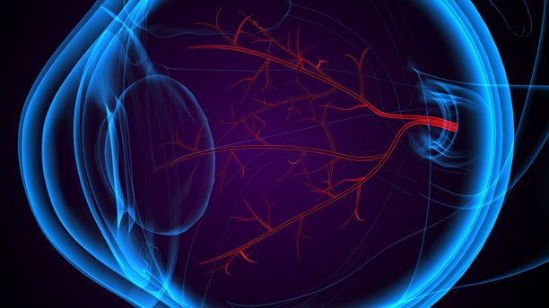 眼睛的解剖结构。三维插画。图片下载