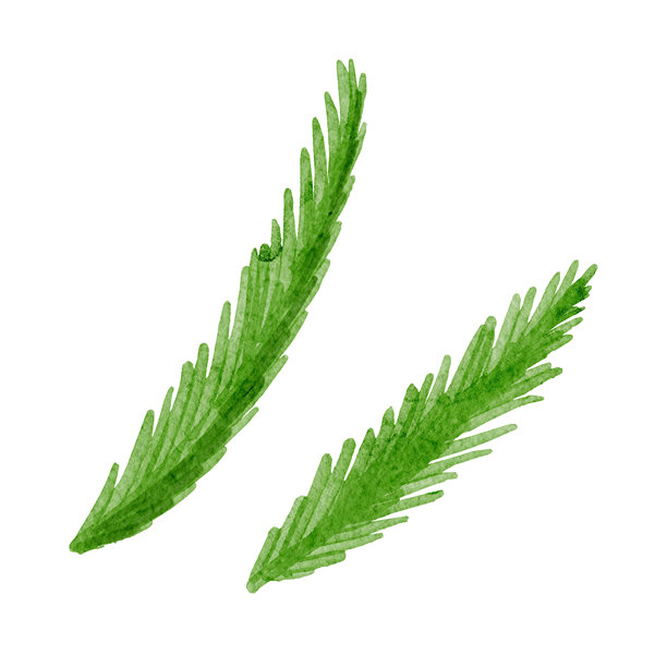 黄色含羞草春花，手绘水彩插画图片下载