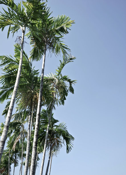 原始有机真实照片，绿色的棕榈树，背景是晴朗美丽的蓝天，夏日氛围图片下载