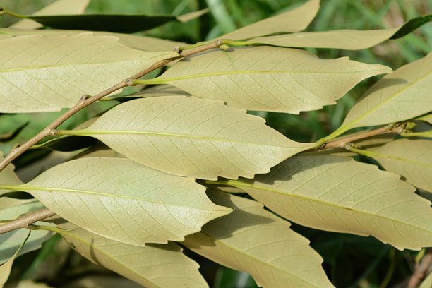 一张集成的照片，捕捉了金叶树的植物学特征，从其厚实的亮叶到其下侧特有的银棕色鳞片。真实摄影。图片下载