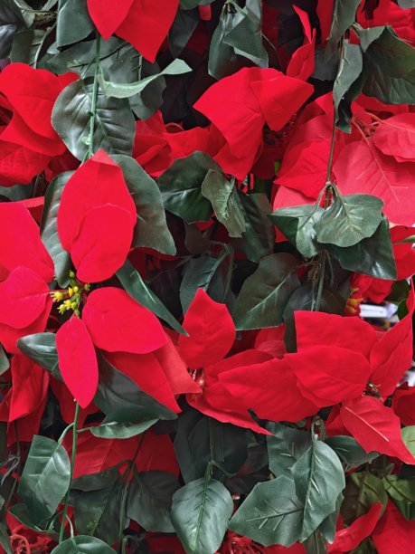 塑料派对花卉特写照片图片下载
