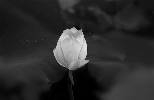 葬礼用白莲花在黑色背景上，高质量商业图库照片图片下载