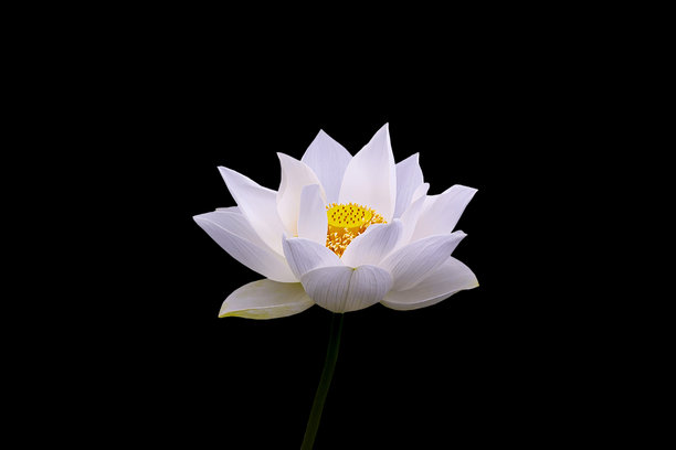 白色莲花在黑色背景上，用于葬礼个人资料图片，高质量商业图库照片图片下载