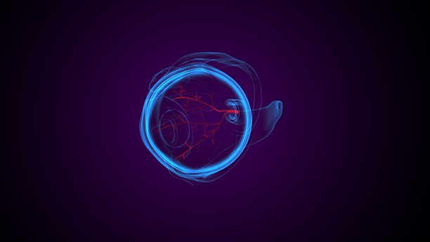 眼睛各部分解剖图。三维插画。图片下载