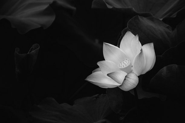 黑底白莲花，用于葬礼头像，高质量商业图库照片图片下载