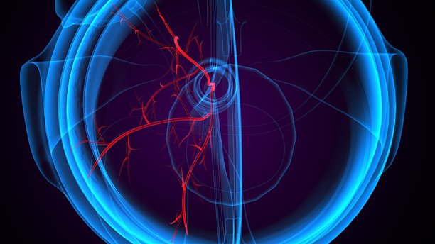 眼睛的组成部分解剖图。三维插画。图片下载