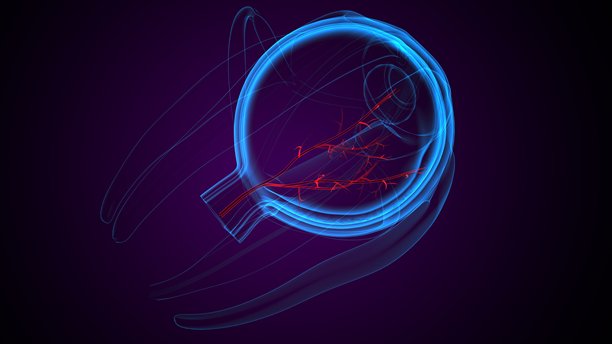 眼睛部分解剖图。三维插画。图片下载