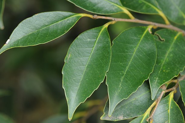 详细的马占相思树叶纹理和银色叶背，非人工智能生成照片图片下载