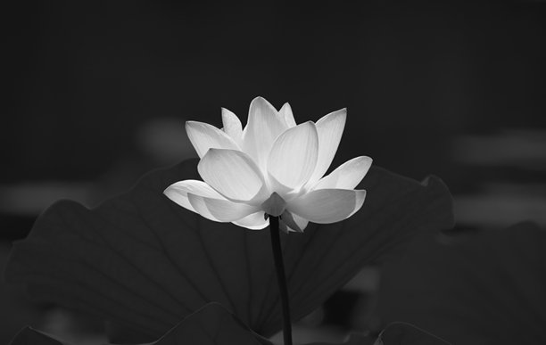 白色莲花在黑色背景上，用于葬礼头像，高质量商业图库照片图片下载