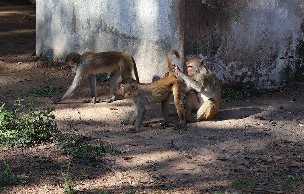 图片显示了三只长尾猕猴在户外地面上。其中一只在一堵旧混凝土墙附近抓挠另一只的毛。图片下载