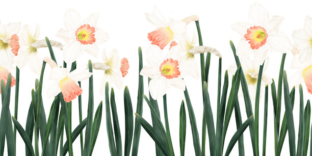 绿色叶子的水仙花。水彩插画。春季白色花园花卉，无缝边框，孤立在背景上。用于贺卡、复活节和三八妇女节的请柬、花店和织物印花。图片下载