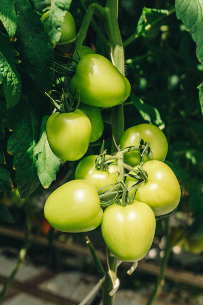 绿色的番茄簇拥在坚实的藤蔓上，周围环绕着茂密的叶子和透过来的阳光。这张照片捕捉了自然生长的瞬间，展现了植物的清新、平衡与沉静的力量。图片下载