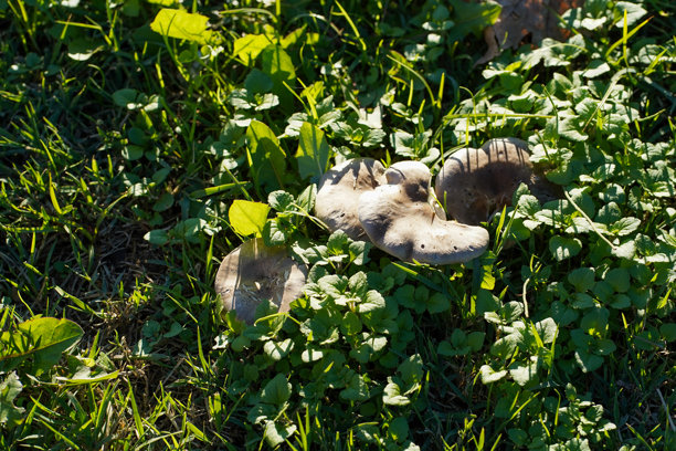 野生的蘑菇在自然阳光下生长在绿色的草地上图片下载