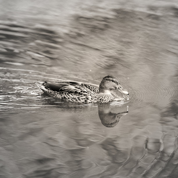 黑白照片：鸭子在平静的湖面上游动图片下载