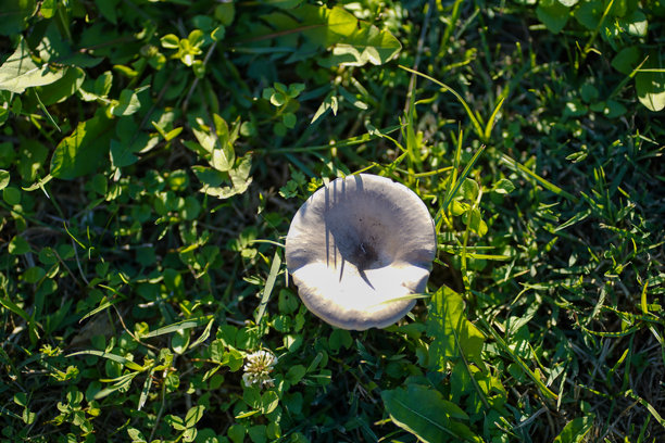 阳光下生长在绿草中的野生蘑菇图片下载