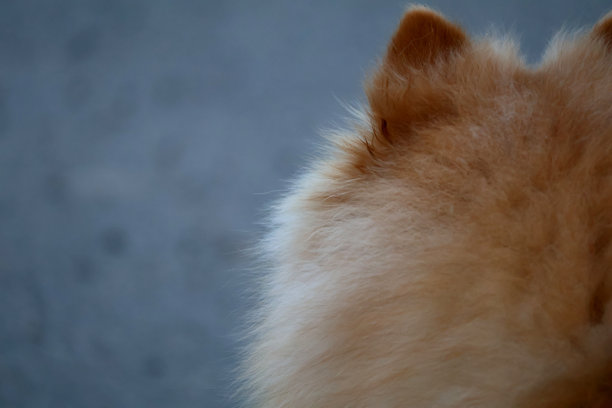 一只博美犬的背影照片图片下载