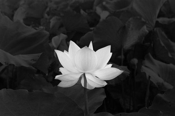 白色莲花置于黑色背景上，用于葬礼头像，高质量商业图库照片图片下载