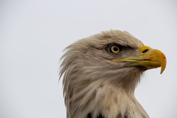 白头海雕的特写侧面照片图片下载