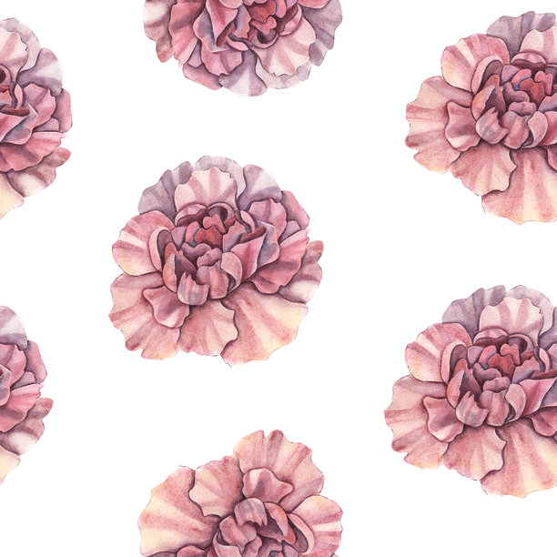 康乃馨花蕾无缝图案。手绘水彩植物插画，孤立在白色背景上，适用于纺织品、包装、文具、壁纸、品牌设计、婚礼设计、浪漫装饰。图片下载