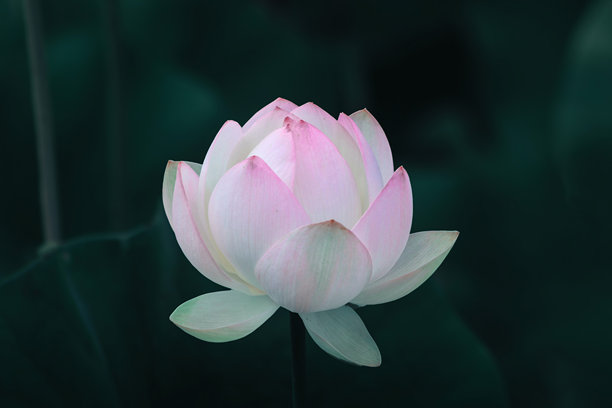 黑底白莲花，用于葬礼头像，高质量商业图库照片图片下载