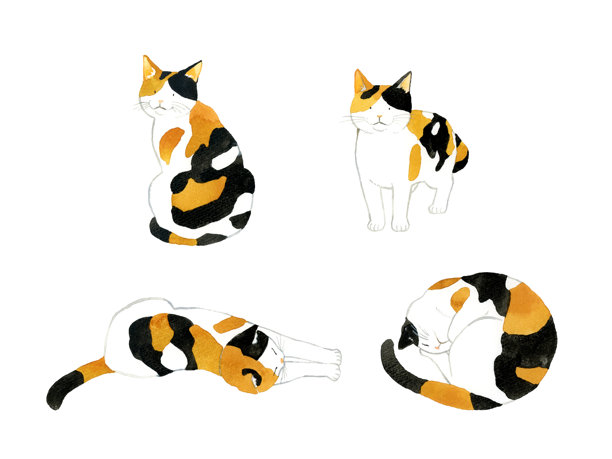 可爱的三花猫合集。手绘水彩宠物和动物插画集。图片下载