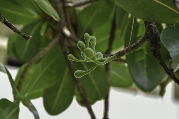 海岸地区常见的宾港鱼藤（Barringtonia asiatica）果实照片，也称为巴顿果图片下载