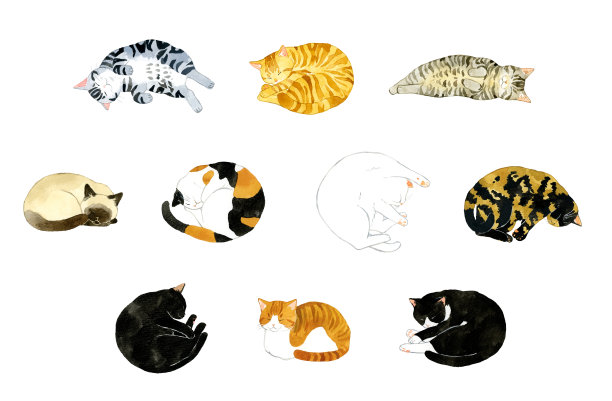 一套可爱的睡猫。手绘水彩宠物和动物插画集。图片下载