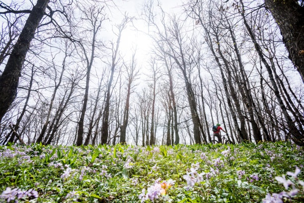 山地车手在春天的繁茂森林中骑行图片下载