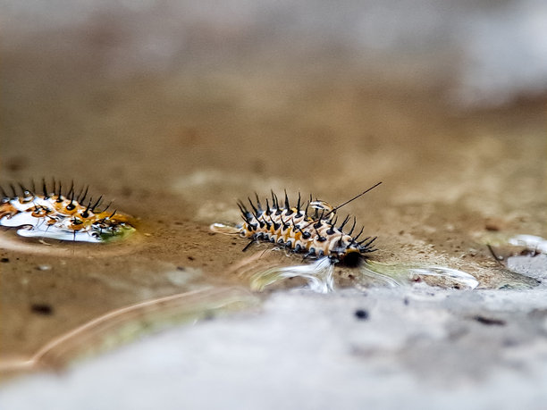 树皮上爬行的多刺毛虫的宏观照片，在户外自然光下拍摄。展示质感、警告性尖刺和自然界昆虫生命的详细野生动物图像。图片下载
