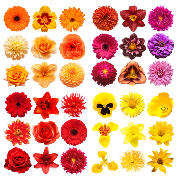 白色背景上收集的各种彩色花朵，完美修饰，照片景深十足。俯视，平面图。图片下载