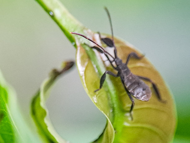 一片卷曲的嫩叶上的黑色小昆虫的微距照片。身体和触角的精细细节清晰可见，背景是柔和的自然绿色。图片下载