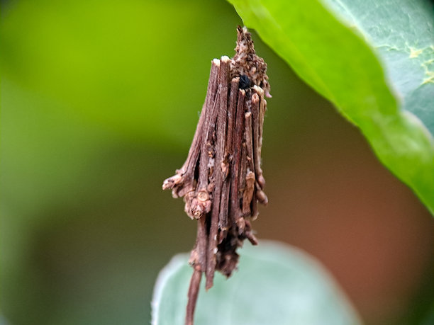 一只袋虫幼虫的巢挂在绿色叶子上，这是在自然光下拍摄的微距照片。这张详细的野生动物场景展示了自然界中的伪装行为和昆虫生命周期。图片下载