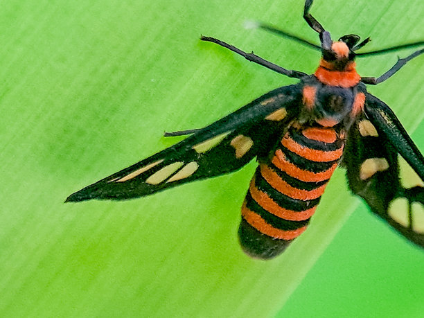 一只色彩斑斓的日行蛾的微距照片，翅膀为黑色，带有橙色条纹，栖息在绿叶上，在自然的户外光线下清晰可见翅膀上的斑点和身体的精细细节。图片下载