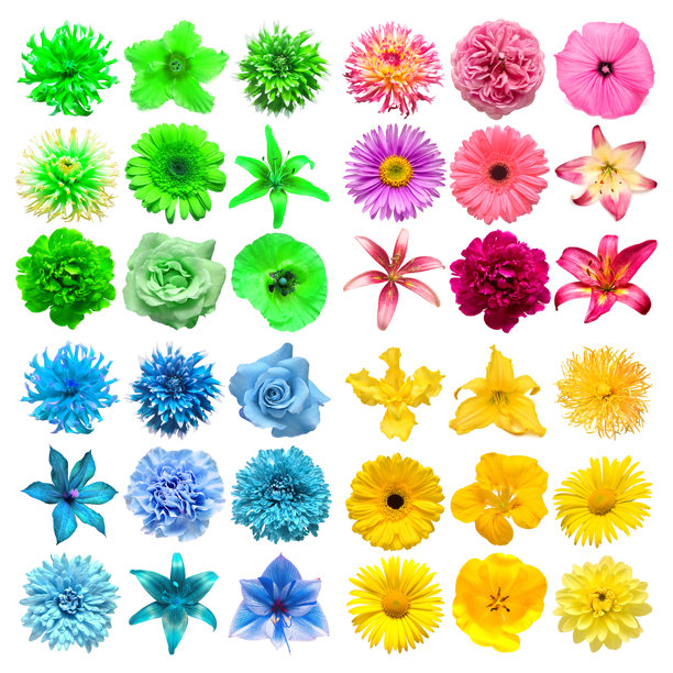 白色背景上分离的各种彩色花朵集合。照片经过完美修饰，景深完整。俯视，平面布置图片下载